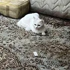 بسة انثا للتبني