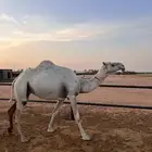 لقحة وضحى طيبه