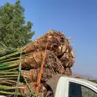 يوجدلدينا جميع انوان النخيل المثمرونخيل الزينه