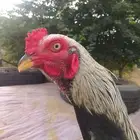 ديك باكستاني مستورد