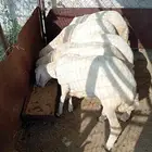 جذعان للبيع