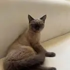 قط سيامي مكس شورت هير