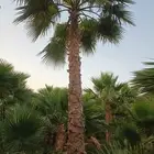 نخل واشنطن درجة اولى
