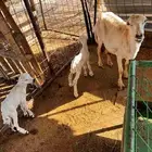 شاه رفيديه خلفه