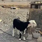 طلي نجدي ذبيحة للبيع