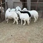 خروف حري