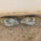 شمعات اوريون 2007 الى2011