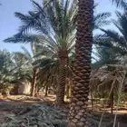 مقاول نخيل. الجله المزاحميه تبرك الخرج جده القصيم شقراء الدو