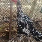 دجاجه سندي فوليه