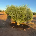 شجر زيتون نيبالي واسباني جميع المقاسات متوفره