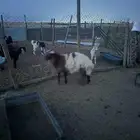 خروف بري جذع يتمم
