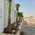 يوجد لدينا نخل للبيع جده مكه الطائف نخل مثمر نخل واشنطني