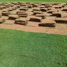 ثيل طبيعي سي 2000 درجه اولى صافي ونقي على الشرط شكل جمالي وخ