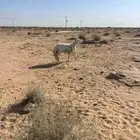 رخل حري
