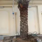 مشتل وادي اراك الزراعة تنسيق د
