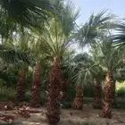 يوجد لدينا جميع انوايع انخيل العربي وزينه علا جميع المقاسات