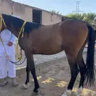 حصان