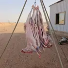 شوي خارجي معلم شوي
