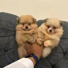 Pomeranian dogs for sale