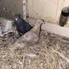 السلام عليكم اعرض لكم جوز حمام صنعاني ثاني انتاج له