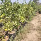 نخل وزيتون حمضيات ليمون برتقال مثمر