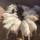 غنم بربري حي للتجار فقط بأسعار منافسة