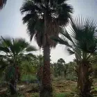يوجد لدينا نخل واشنطن على مقاساته من له طلب يتواصل معنا