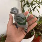 فرخ كنيور يلو سايد رد فاكتور صبغة قوية