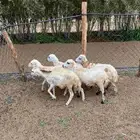 للبيع رخيل بلدي