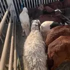 نعيمي اردني وسواكن حمري مرابي