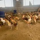 دجاج بلدي