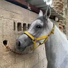 فرس شعبيه