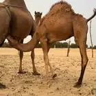 قعود عمره 4 شهور