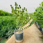 مشتل الجموم الجميع انواع اشجار الجملة