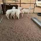 للبيع طليان حريات