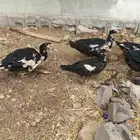 بط للبيع