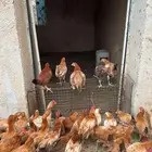 فروخ بلدي محايل عسير