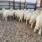 يوجد ذبائح حريات البيع مع خدمة سلخ وتوصيل