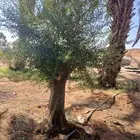 لدينا توريد جميع انواع لأشجار زيتون