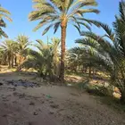 يتوفر لدينا جميع انواع النخل عربي الواشنطنياللبيع ج053287568