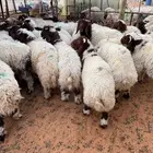 غنم نعيمي بلدي وحريات