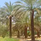 نخل ملوكي من افضل انواع الملوكي