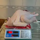 رومي ذبح عند الطلب
