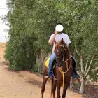 خيل واهو اوراق