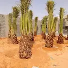 نخل مثمر للبيع خلاص صقعي سكري برحي مجدول شيشي نخيل غر ونان