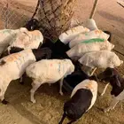متوفر 25 راس بربري مرابي لحوم طيبة وع الضمان في الجودة