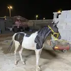 مهر ومهرة شي فاخر الصلاة ع النبي