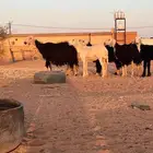 شياه نجد