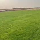 مزرعة ثيل طبيعي نجيله بأسعار الجمله