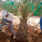 نخل جثايث نخيل إخلاص سكري برحي صقعي مجدول مشكلات